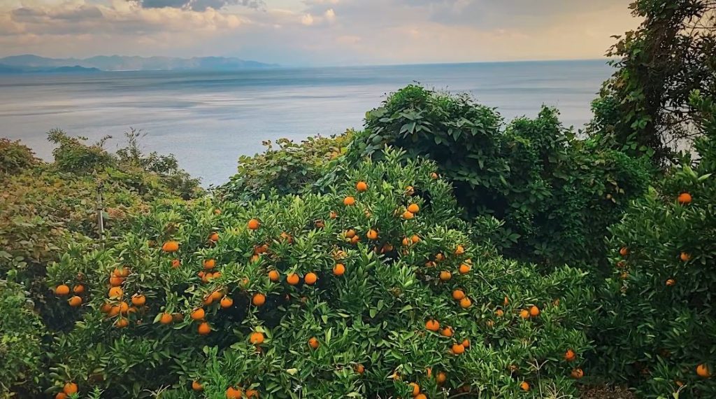 Mandarin orange orchard next to the ocean.